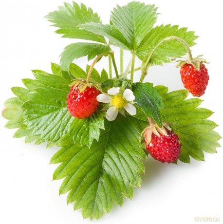 Click and Grow - Smart Garden Refill 3-pack - Wild Strawberry (SGR24X3)