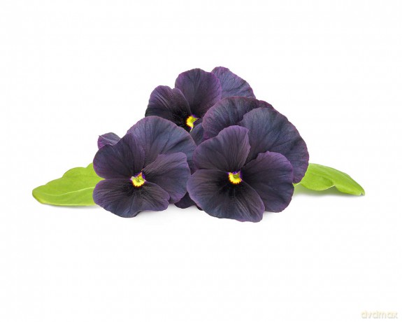 Click and Grow - Smart Garden Refill 3-pack Black Pansy
