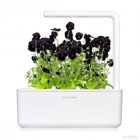 Click and Grow - Smart Garden Refill 3-pack Black Pansy