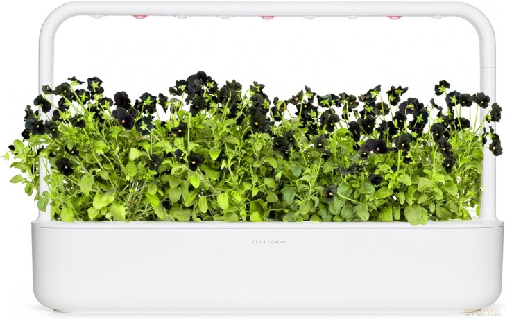 Click and Grow - Smart Garden Refill 3-pack Black Pansy