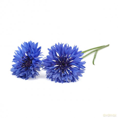 Click and Grow - Smart Garden Refill 3-pack Cornflower
