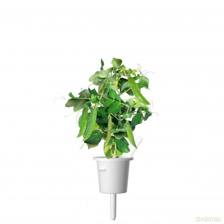 Click and Grow - Smart Garden Refill 3-pack Dwarf Pea