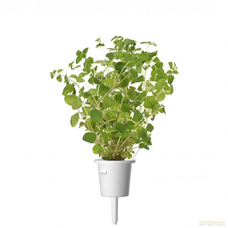 Click and Grow - Smart Garden Refill 3-pack Oregano
