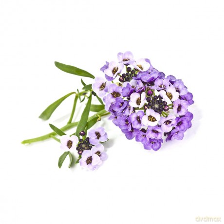 Click and Grow - Smart Garden Refill 3-pack Sweet Alyssum