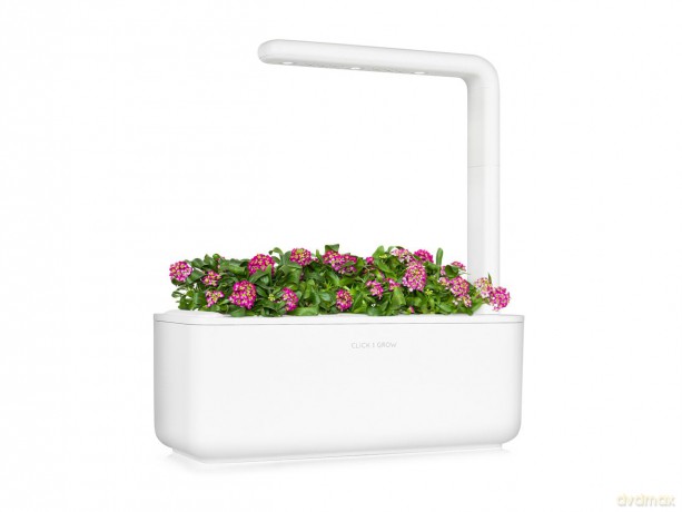 Click and Grow - Smart Garden Refill 3-pack Sweet Alyssum