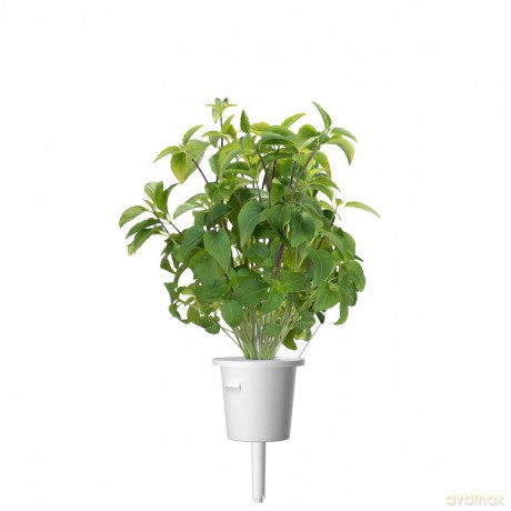Click and Grow - Smart Garden Refill 3-pack Thai Basil