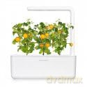 Click and Grow - Smart Garden Refill 3-pack Yellow Tomato