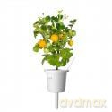 Click and Grow - Smart Garden Refill 3-pack Yellow Tomato