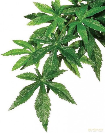Exo Terra - Abutilon M - Exoterra