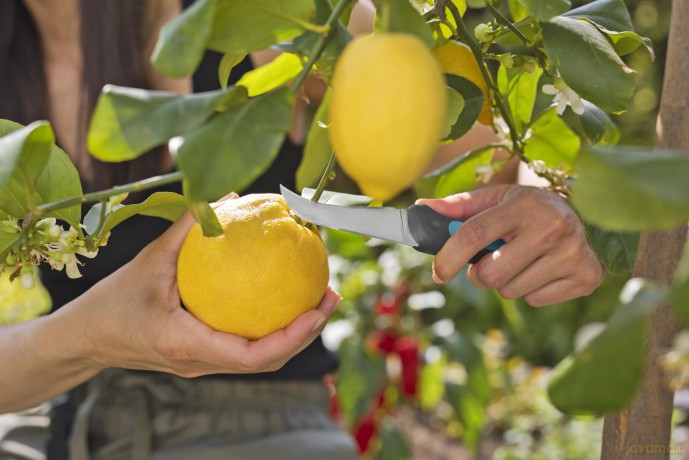 Gardena - GARDENA VeggieCut Scissors