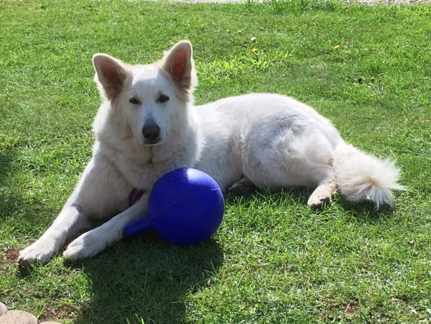 jolly pets - Jolly Soccer Ball - Blue - Large (20 cm)