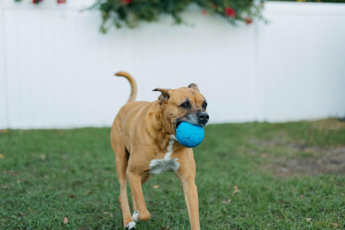 jolly pets - Jolly Soccer Ball - Green - XS (10cm)