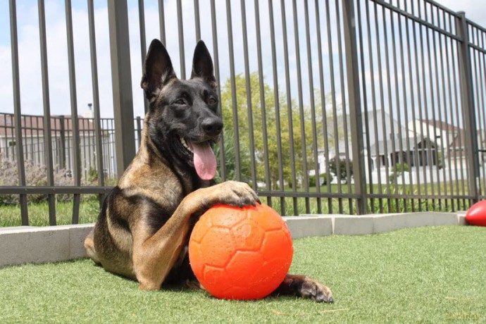 jolly pets - Jolly Soccer Ball - Orange - L (20cm)