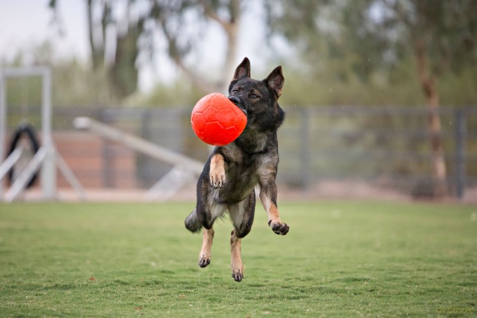 jolly pets - Jolly Soccer Ball - Orange - L (20cm)