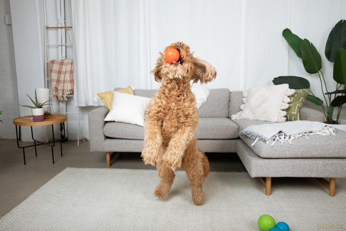 jolly pets - Jolly Soccer Ball - Orange - XXS (7.5 cm)