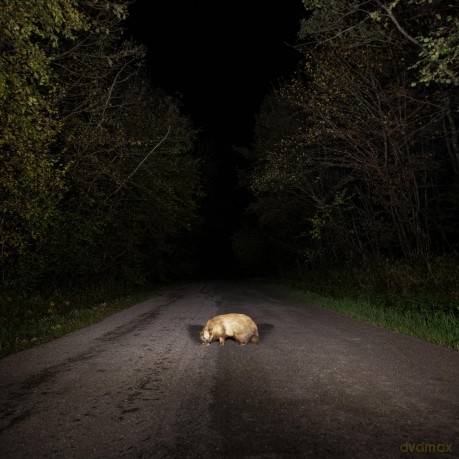Stonks: Badger [CD]
