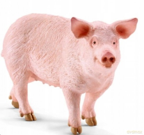 Schleich Świnia