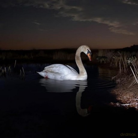 Wandinger Ludwig: Is Peace Wild [Winyl]