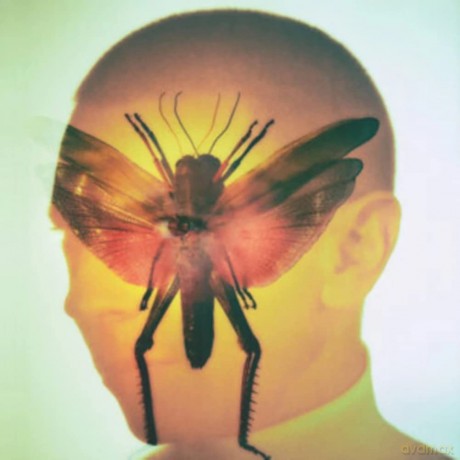 Maelstrom: Rhizome [Winyl]
