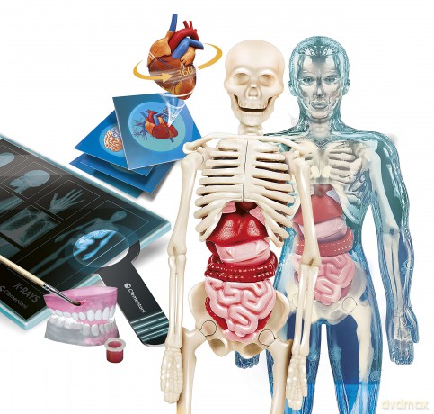 Anatomia Super