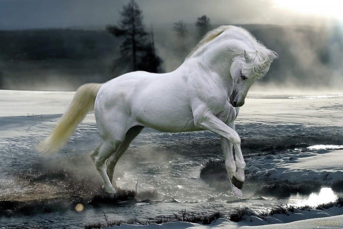 Bob Langrish: Horse Snow (Poster Maxi 61x91,5 Cm)