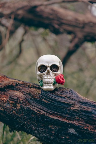 Boland: Pc. Skull Casanova (9.8 X 10.5 X 13.5 Cm) H