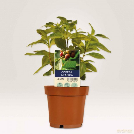 Cf120 Cartellini P/Piante100x20