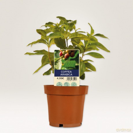 Cf60 Cartellini P/Piante 128x47