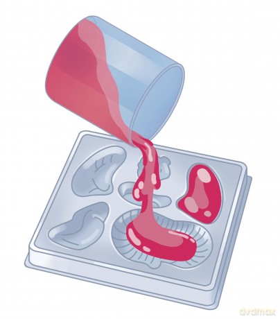 Clementoni Anatomia Scheletro E Organi