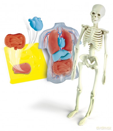Clementoni Anatomia Scheletro E Organi