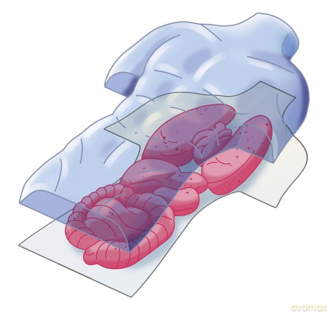 Clementoni Anatomia Scheletro E Organi