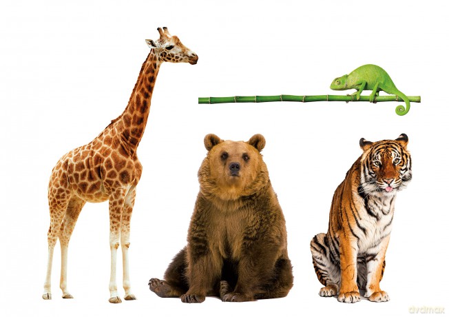 Clementoni: Board Game Carte Animali Da Record Made In Italy