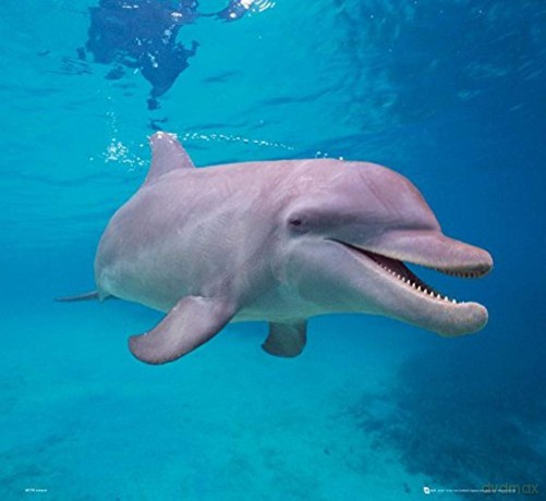 Gb Eye "Dolphin, Underwater" Mini Poster, Multi-Colour