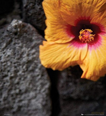 Gb Eye "Flowers, Stone Wall" Mini Poster, Multi-Colour