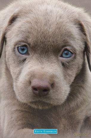 Gb Eye "Keith Kimberlin, Puppies Blue Eyes" Maxi Poster, Multi-Colour, 61 X 91.5 Cm