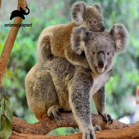 Puzzle 3d Koala 500 Pz