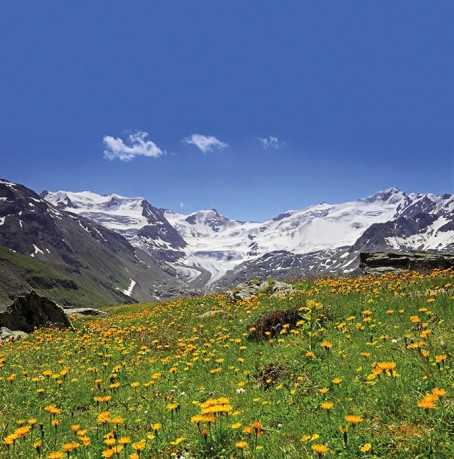 Trudino Lupo - Parco Stelvio