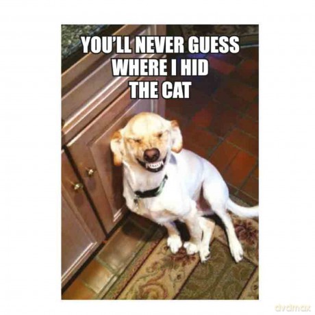 You' Ll Never Guess Where I Hid Il Gatto Frigorifero