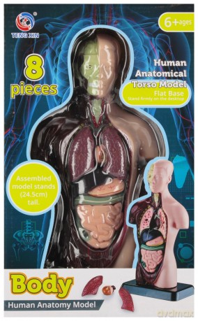 Zestaw Naukowca Anatomia Człowieka