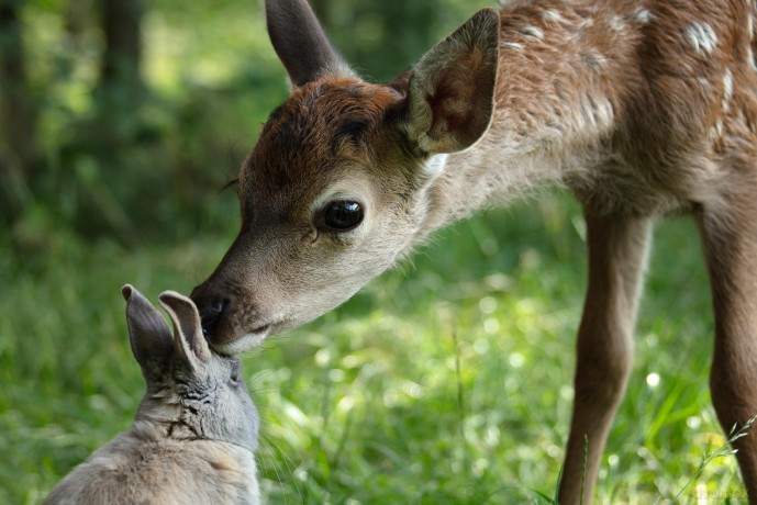 Bambi - Eine Lebensgeschichte aus dem Walde [DVD]