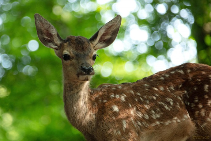 Bambi - Eine Lebensgeschichte aus dem Walde [DVD]