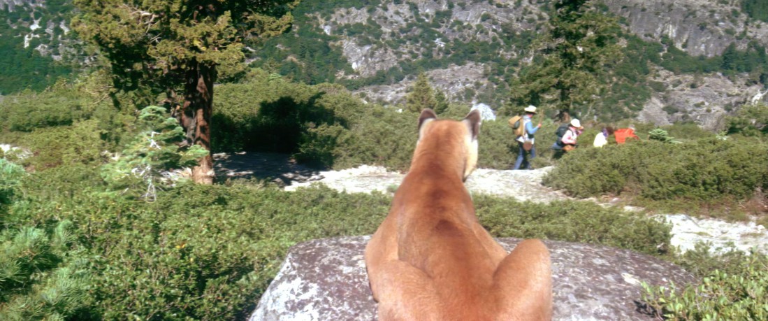 Day of the Animals - Panik in der Sierra Nova [DVD]