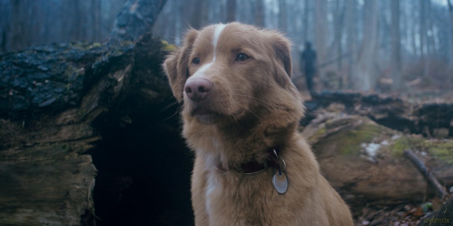 Good Boy - Trust his instincts [Blu-Ray]