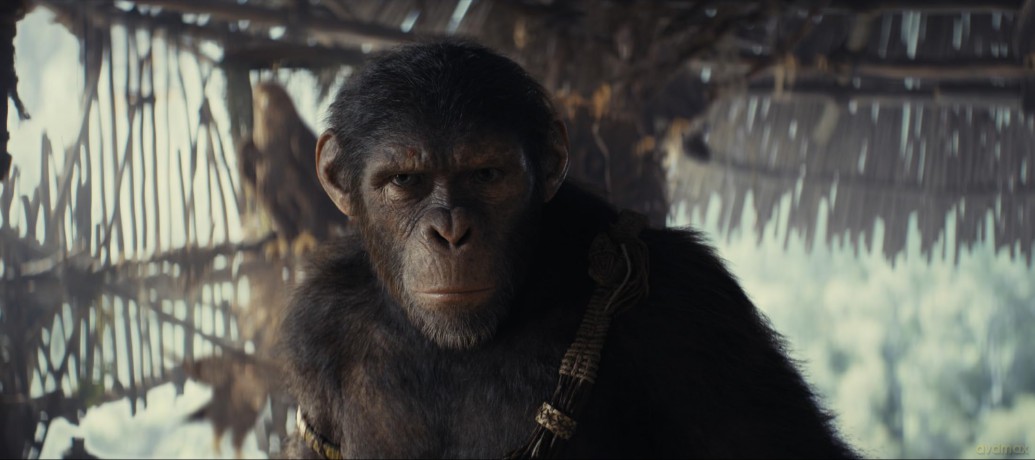 Kingdom of the Planet of the Apes (Królestwo Planety Małp) [Blu-Ray 4K]+[Blu-Ray]