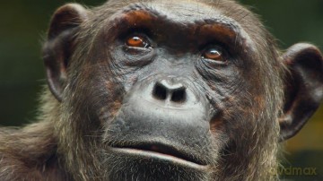 Säugetiere - Faszinierende Einblicke von und mit Sir David Attenborough [Blu-Ray]