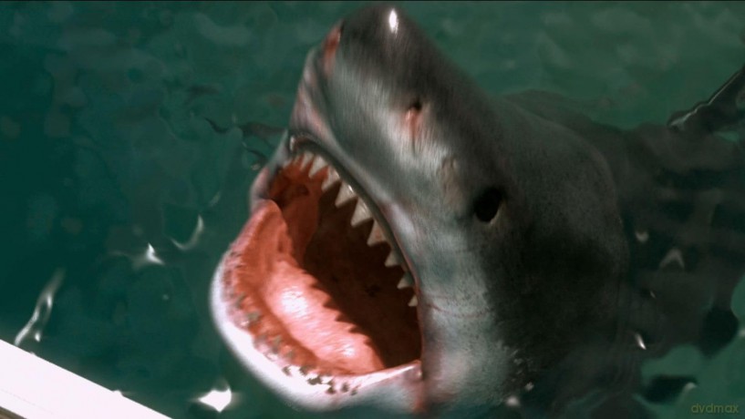 Shark Warning [DVD]