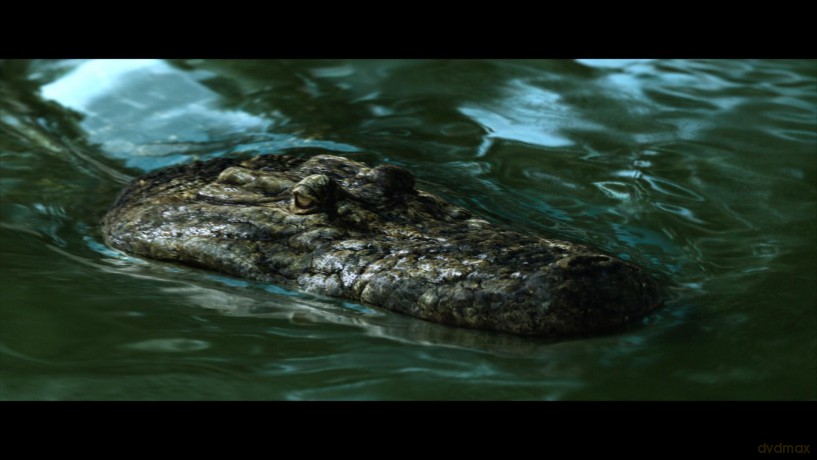 The Bayou [DVD]