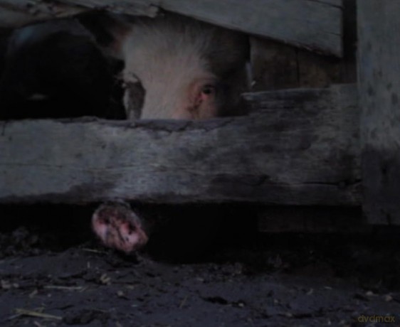 Wenn Tiere töten - Die Horror-Trilogie der 1970er mit Willard, Ben und Pigs in einer Sammleredition auf DVD [DVD]