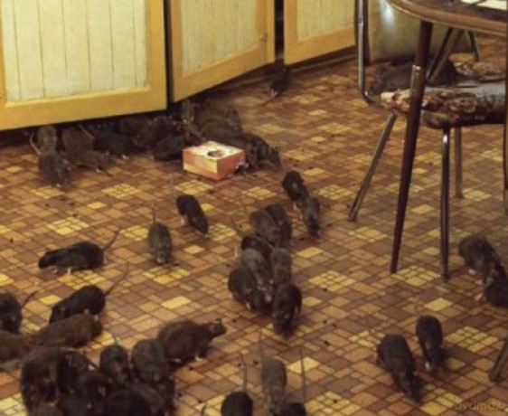 Wenn Tiere töten - Die Horror-Trilogie der 1970er mit Willard, Ben und Pigs in einer Sammleredition auf DVD [DVD]