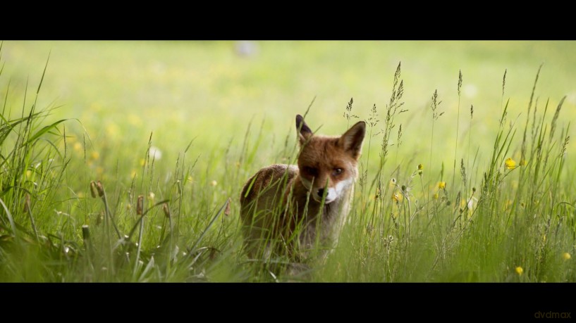 WILDES LAND - Die Rückehr der Natur [DVD]